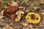 Boletus fragrans Vittadini himenio y corte. Hongos de Granada