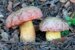 Boletus lupinus forma tipo.Hongos de Granada