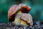 Boletus lupinus Fr.1838. Hongos de Granada