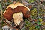 Boletus lupinus for xanthoide