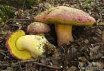 Boletus pulchrotinctus Alesio 1985.Hongos de Granada