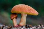 Boletus queletii Schulz. Hongos de Granada