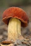 Boletus queletii. Hongos de Granada