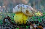 Boletus radicasn o albidus. Boletos de Granada