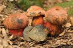 Boletus rhodopurpureus Smotlacha.Hongos de Granada