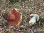 Boletus satanas Lenz corte. Hongos de Granada