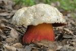 Boletus satanas. Hongos de Granada