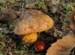 Boletus luridus1 . Hongos de Granada