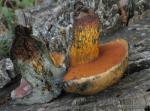 Boletus luridus. Hongos de Granada