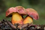 Boletus spretus Bertea ( sombrero y pi)