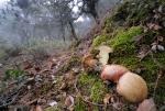 Boletus spretus ( Hbitat). Hongos de Granada