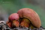 boletus spretus bertea retículo. Hongos de Granada