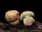 Boletus fechneri Vel. Hongos de Granada