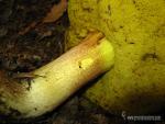 Boletus impolitus. Setas de Granada