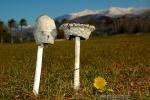 Coprinus comatus