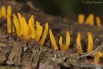 Calocera cornea. Hongos de Granada