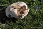 Calvatia cyathiformis esporada. Hongos de Granada