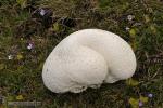 Calvatia cyathiformis fase joven. Hongos de Granada