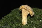 Cantharellus cibarus