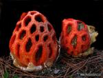 Clathrus ruber Pers.