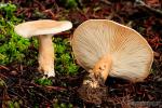 Clitocybe geotropa( Bull.) Qul.