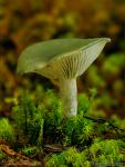 Clitocybe odora ( Bull., Fr) Kummer. Setas de Granada