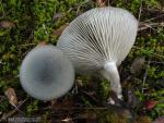 Clitocybe odora ( Sombrero ehimenio) . Setas de Granada