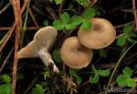 Clitocybe vibecina. Hongos de Granada