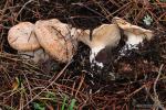 Clitocybe alexandrii himenio. Setas de Granada