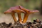 Clitocybe gibba var. mediterranensis