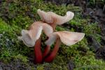 Collybia kuehneriana Singer. Hongos de Granada