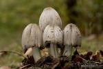 Coprinus atramentarius. Hongos de Granada