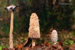 Coprinus comatus fases. Hongos de Granada