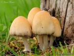 Coprinus micaceus. Hongos de Granada