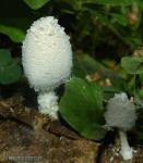 Coprinus niveus hábitat. Hongos de Granada