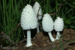 Coprinus niveus