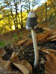 Coprinopsis picacea  en castaños. Hongos de Granada