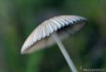 Coprinus plicatilis