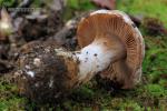 Cortinarius diosmus. Hongos de Granada