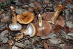 Cortinarius trivialis láminas y corte. Hongos de Granada