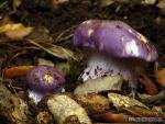 Cortinarius caerulescens (Schaeff.) P. (1838). Hongos de Granada