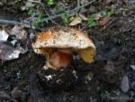 Cortinarius cedretorum. Hongos de Granada