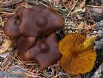 Cortinarius cinnamomeus. Setas de Granada