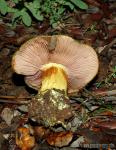 Cortinarius ionochlorus.Hongos de Granada. Granadanatural.