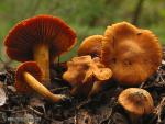 Cortinarius orellanus Fr. Hongos de Granada