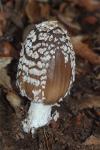 Coprinus picaeus