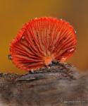 Crepidotus cinnabarinus Hesler & Smith (1965