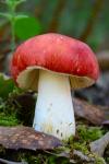 Russula carminipes J. Blum. Hongos de Granada