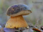 Boletus aereus Secr. Hongos de Granada