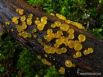 Dacrymyces deliquescens ( Bull). Duby 1830. Ascomycetes de Granada